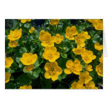 gelbe Sumpfringelblumen-Blumen Karten