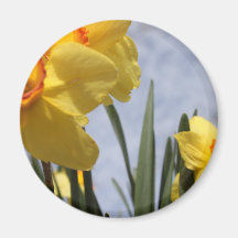 Gelbe Tulpen Kühlschrankmagnete