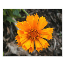 Gelber Blumen-Druck Foto Drucke