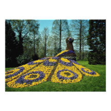 gelber Blumenpfau, Mainau Blumen Ankündigungskarte
