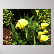 Gelber Cala-Lilien-Aquarell-Druck Poster