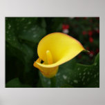 Gelber Calla. Plakate