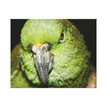 Gelber-Naped Amazonas-Papagei Leinwand Drucke