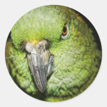 Gelber-Naped Amazonas-Papagei Sticker