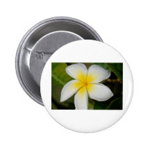 Gelber Plumeria Buttons