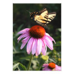 Gelbes Frack auf Coneflower Photodruck