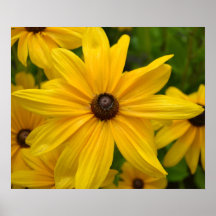 Gelbes schwarzes mit Augen Susan-Blumen-Plakat