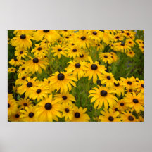 Gelbes schwarzes mit Augen Susans Plakat