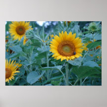 Gelbes Sonnenblumeplakat