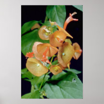 gelbes Tasse und Untertasse (Holmseioldia manguine Plakat