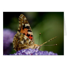 Gemalte Damenschmetterling Karte
