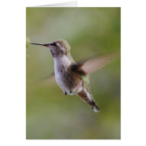 Gemalte Kolibri-Vogel-Karte | Zazzle