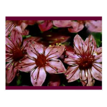 Gemalte rote Blumen-Karte Postkarte