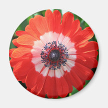 Gemaltes Gänseblümchen, helles Rot! Magnets
