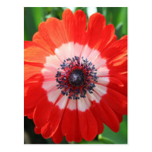 Gemaltes Gänseblümchen, helles Rot! Postkarte
