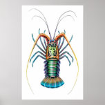 Gemaltes stacheliger Hummer-Plakat