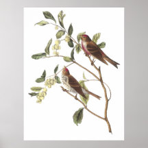 Gemeiner Redpoll Plakat