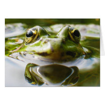 Gemeiner Wasser-Frosch Rana essbar Grußkarten