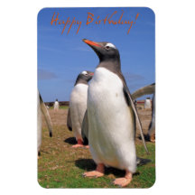Gentoo Pinguine Magnet
