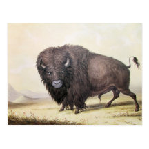 George Catlin - Stier-Büffel Postkarte