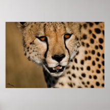 Gepard-Gesicht Posterdrucke