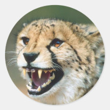 Gepard-Knurren Runde Aufkleber