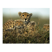 Gepard und CUB Postkarten