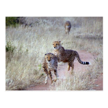 Geparde in Namibia Postkarte