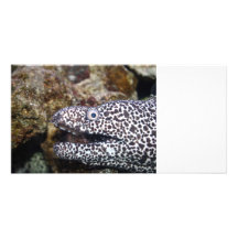 gepunktetes Aquariumtier der rechten Seite des Aal Foto Karte