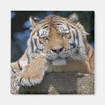 Gerade Chillin Magnet Magnets