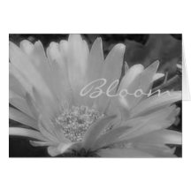 Gerber Gänseblümchen-Blüten-Karte