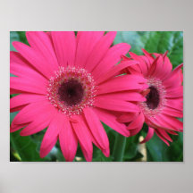 Gerber Gänseblümchen Plakate