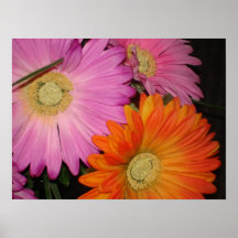 Gerbera-Gänseblümchen-Garten Plakat