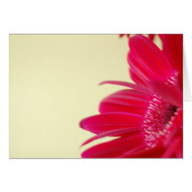 Gerbera-Gänseblümchen-Karte