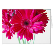 Gerbera-Gänseblümchen-Karte