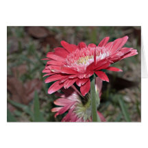 Gerbera-Gänseblümchen nach Regen-Karte