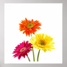 Gerbera-Gänseblümchen Plakate