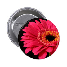 Gerbera im Rosa Anstecknadel