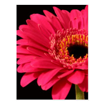 Gerbera im Rosa Postkarten