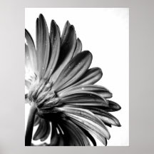 Gerbera Plakatdruck