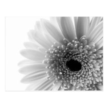 Gerbera Postkarte