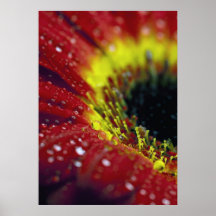 Gerbera  Wassertropfen Posters