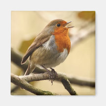 Gesang Robin Kühlschrankmagnete