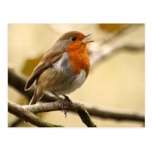 Gesang Robin Postkarten