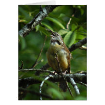 Gesang-Vogel-Foto-Anmerkungs-Karte