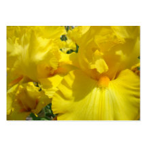 Geschäfts-Karten-gelbe Iris-Blumen-buntes helles Visitenkartenvorlage