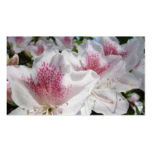 Geschäfts-Karten-weiße rosa Azaleen-Blumen Visitenkarten Vorlage