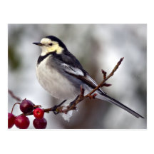 Gescheckte Wagtail-Postkarte