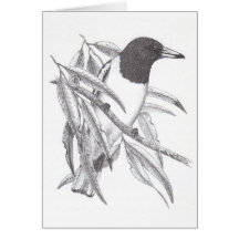 Gescheckter Metzger-Vogel - Cracticus nigrogularis Karten