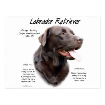 Geschichtsentwurf Labrador retrievers (Schokolade) Postkarte